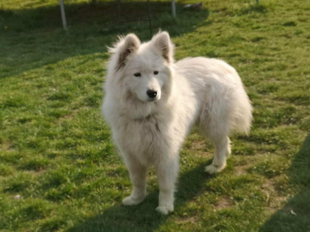 Princesse Des Loups De L'Argilière