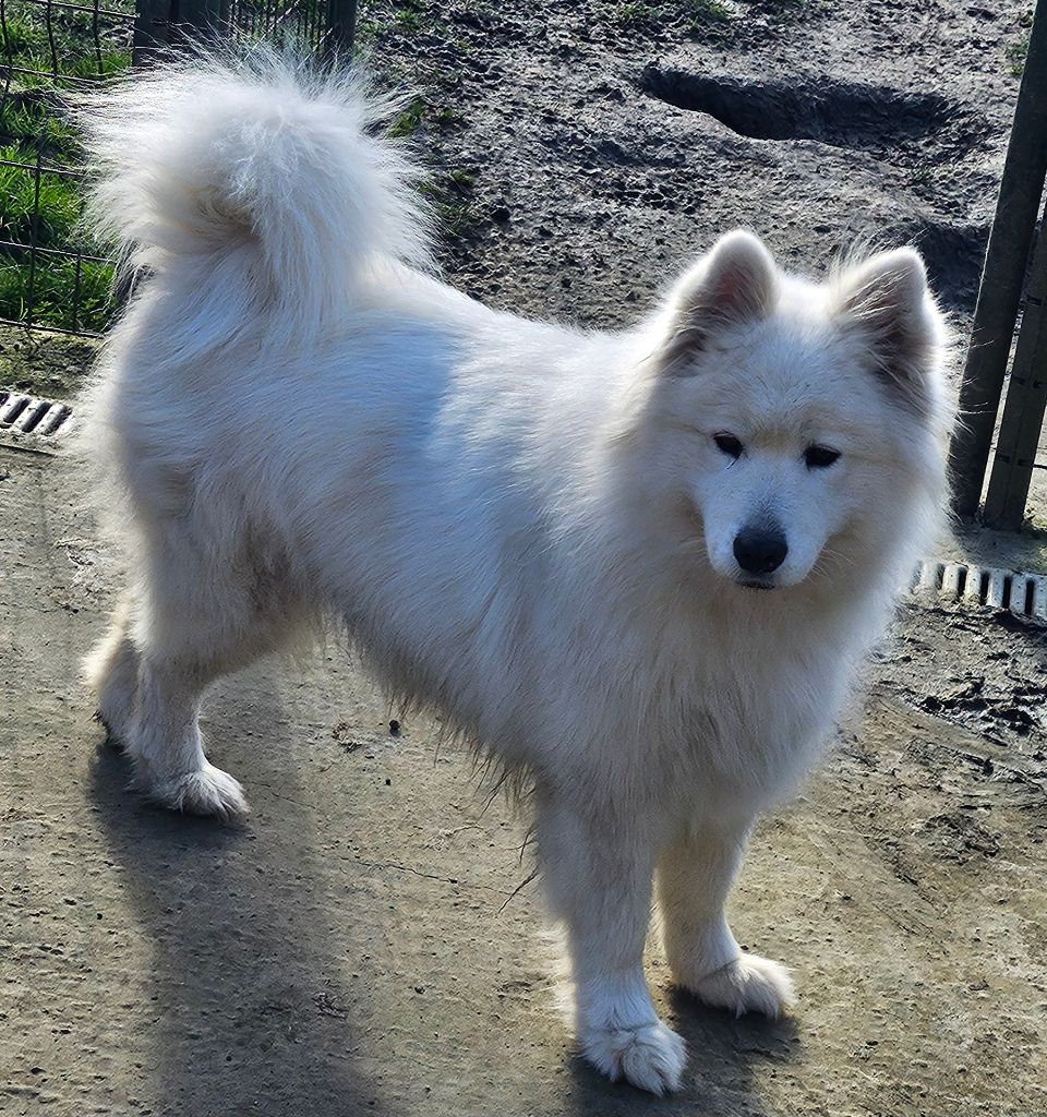 Princesse Des Loups De L'Argilière