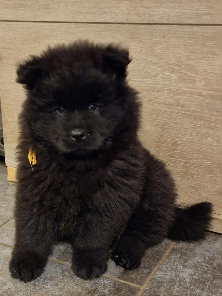 de la Meute des Louves Nordiques - Chiot disponible  - Eurasier