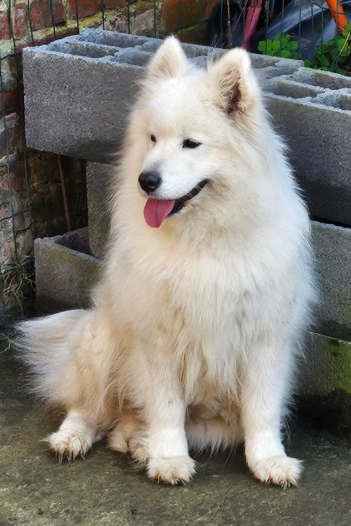 Princesse Des Loups De L'Argilière
