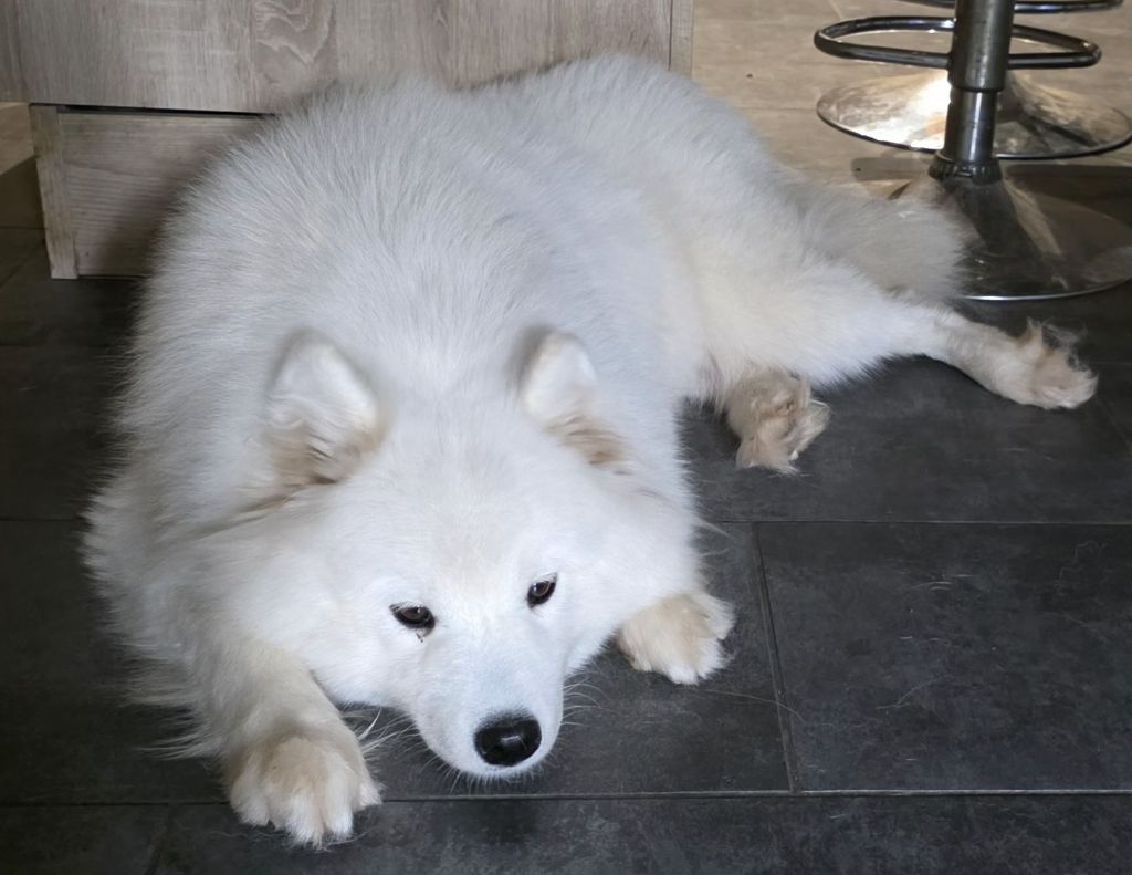 Unresistible girl ulane of Karasea