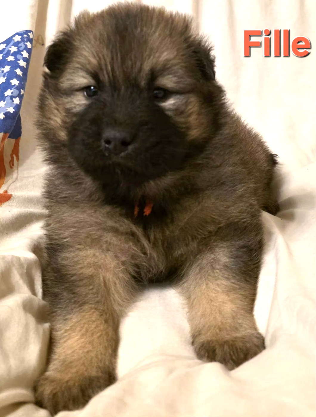 de la Meute des Louves Nordiques - Chiots disponibles - Eurasier