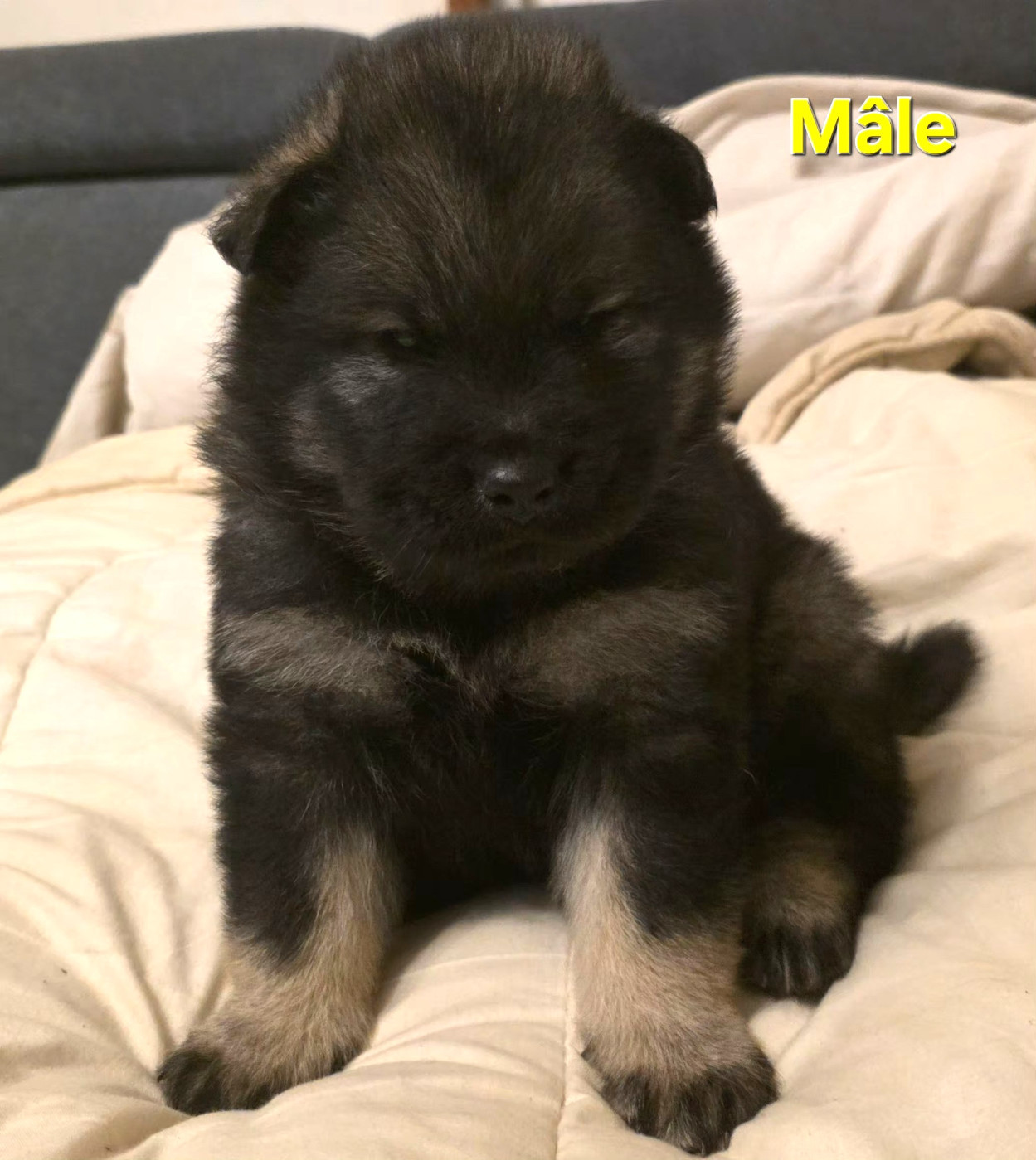 de la Meute des Louves Nordiques - Chiots disponibles - Eurasier