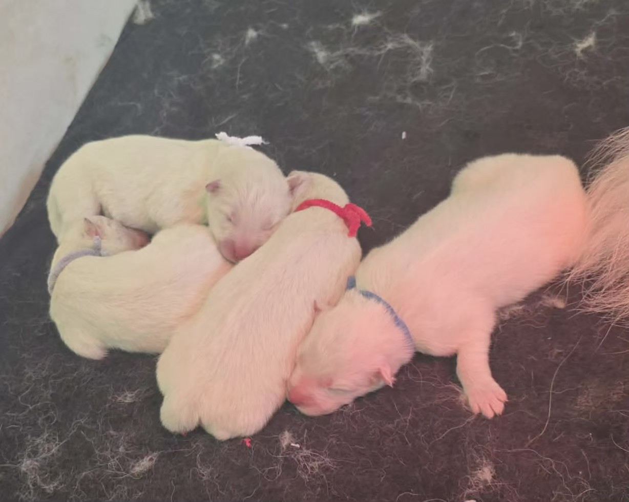 Chiot Samoyède de la Meute des Louves Nordiques