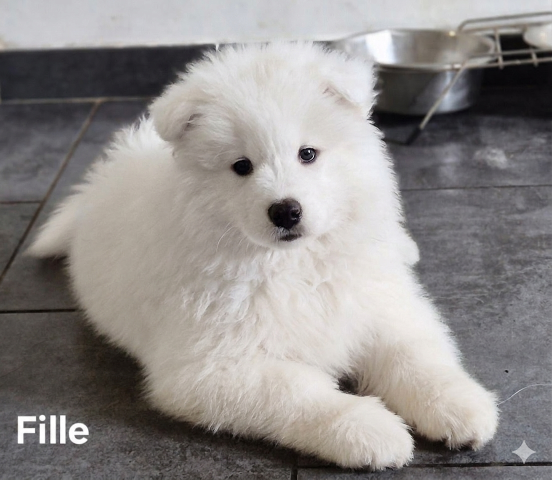 de la Meute des Louves Nordiques - Chiots disponibles - Samoyède