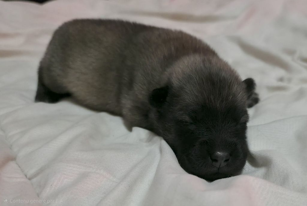 de la Meute des Louves Nordiques - Chiots disponibles - Eurasier