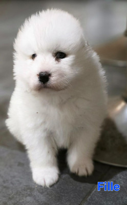 Chiot N°4