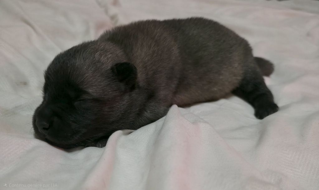 de la Meute des Louves Nordiques - Chiots disponibles - Eurasier